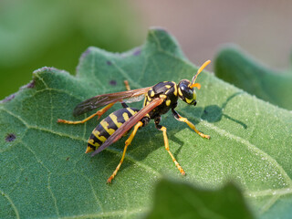 European Paper Wasp . Genus Polistes 
