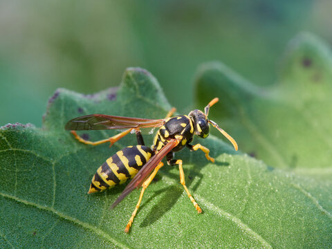European Paper Wasp . Genus Polistes 
