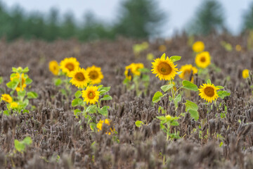 Yellow sunflower flowers in a field with withered yarrow 2025