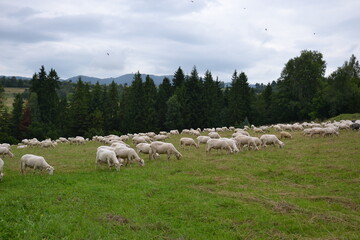Fototapeta premium Tatras herd of sheep grazing in a mountain field. White sheep on green meadow