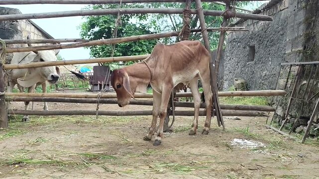 A Indian Native calf called Gir cow  in a village in India.
