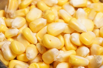 Sweet Corn : Corn kernels are small maize fruits containing a hard shell, dense starch-filled endosperm, and embryo germ essential for growth