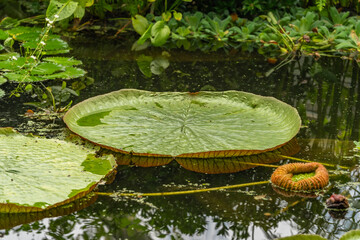Giant Victoria amazonica, water lily 2025