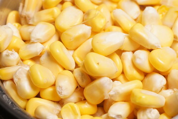 Sweet Corn : Corn kernels are small maize fruits containing a hard shell, dense starch-filled endosperm, and embryo germ essential for growth