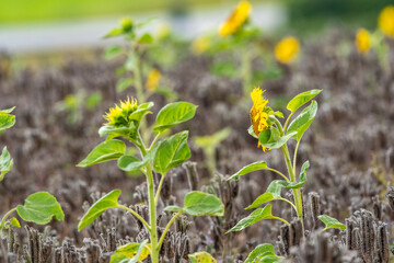 Majestic yellow sunflower flowers in a field of wilted yarrow