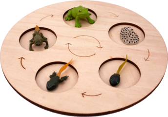 Frog life cycle on transparent background