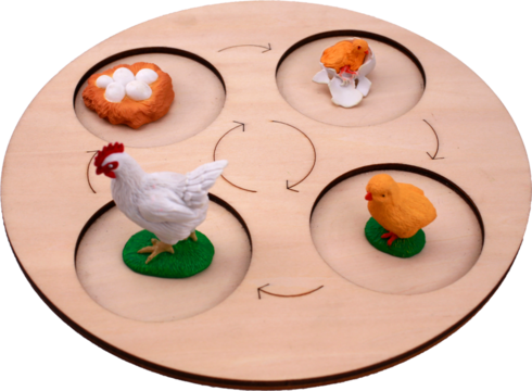 Chicken life cycle on transparent background