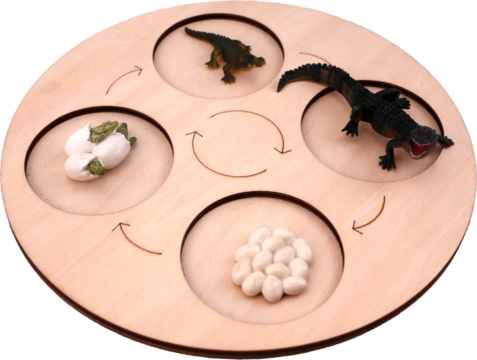 Life cycle of crocodile