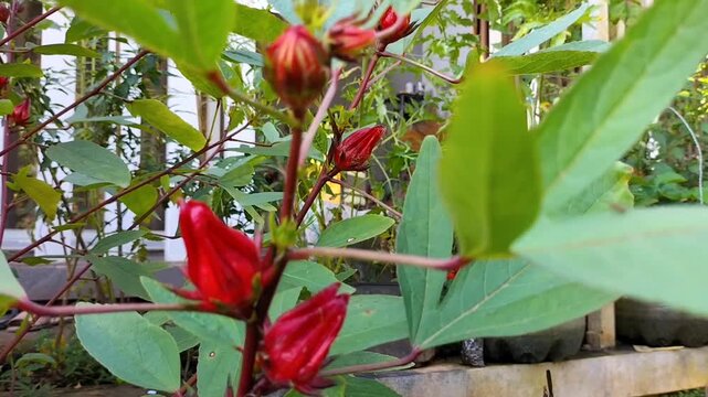 Footage of hibiscus sabdariffa or rosella flower with natural background. Red flowers use as herbal drink and herbal medicine. Selective focus.
