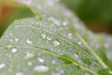 夏の朝　雨上がりに雫が光る葉っぱ03