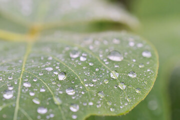 夏の朝　雨上がりに雫が光る葉っぱ04