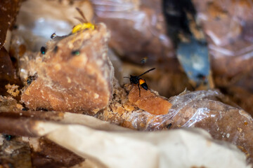 The bee is sitting on date molasses