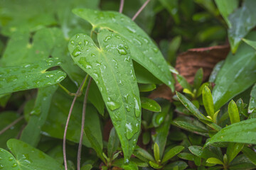夏の朝　雨上がりに雫が光る葉っぱ11