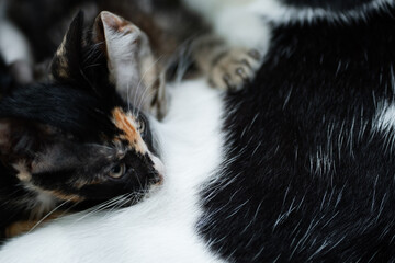 Close up of tricolor kitten nursing, highlighting maternal bonding and tender connection between mother cat and offspring during early developmental stage