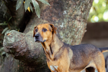Brown dog standing near tree in peaceful outdoor environment, showcasing attentive posture and...