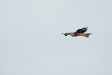 Fototapeta premium Red Kite Gliding in Clear Sky