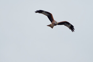 Red Kite Banking with Wings Spread Wide