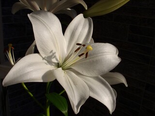 White lilies on a dark background. Macro