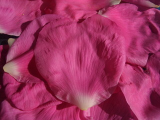 Opened pink rose petals. Macro