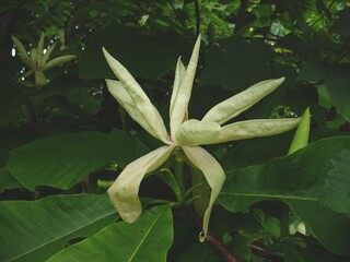 Magnolia after the rain in the garden