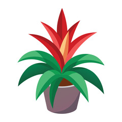 bromeliad on white background.