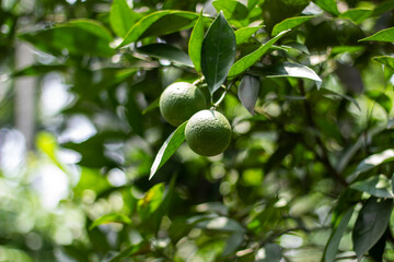 two lemon and some green leaves hanging on a tree, and a background blur
