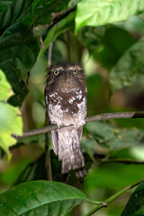 Javan frogmouth hiding inside salak tree