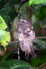Javan frogmouth hiding inside salak tree