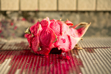 angle view smashed red-fleshed dragon fruit on the ground