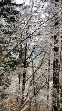 A frosty winter hike to Tomasovsky view, a stunning rock formation offering breathtaking vistas in Slovensky Raj National Park, Slovakia