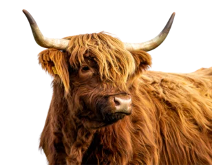 Keuken achterwand Schotse hooglander Majestic Scottish Highland Cow Full Body PNG Cutout  © MSTRazia