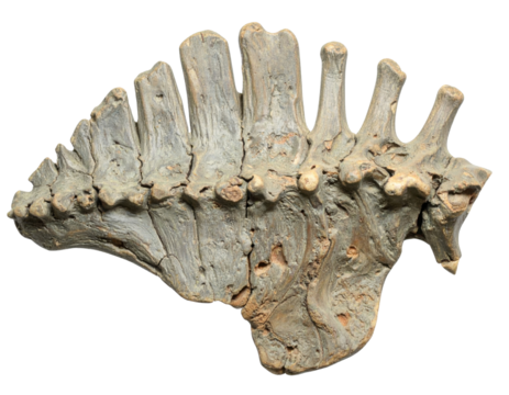 A fossilized vertebra from a prehistoric creature, showcasing distinct grooves and textures.