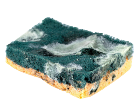 A greenish-brown moldy substance with a textured surface, exhibiting a mixture of colors and patterns typical of fungal growth.