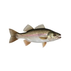 Obraz premium A beautifully rendered watercolor painting of a trout fish
