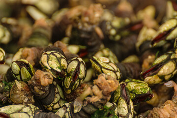 Goose barnacles, a prized dish in Spanish gastronomy, premium quality food.