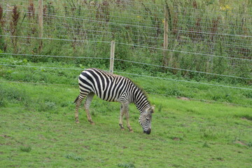 A Lone Zebra Grazing In A Field