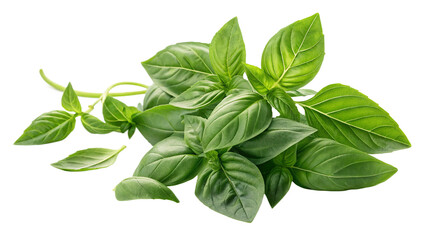 Basil leaves on transparent background