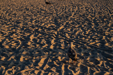 Single seagull stands on rippled sand, bathed in warm sunset light, creating long shadows and a peaceful beach scene.
