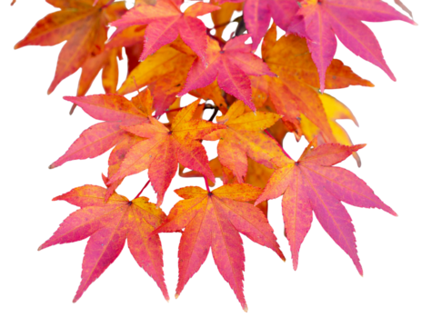 Red Japanese Maple Branch with Autumn Leaves PNG