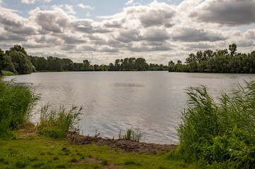 Reeds growing on shore of lake reflecting cloudy sky