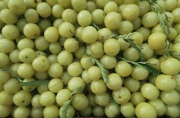 Fresh Indian gooseberry (amla) is crucial in Ayurveda and traditional folk medicine in Southeast Asia. The fruit is known for its sour, bitter, and astringent taste. It is a source of Vitamin C