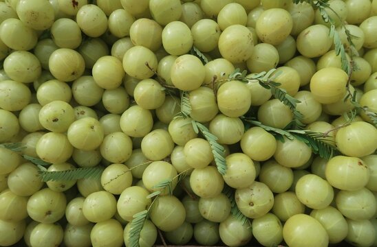 Fresh Indian gooseberry (amla) is crucial in Ayurveda and traditional folk medicine in Southeast Asia. The fruit is known for its sour, bitter, and astringent taste. It is a source of Vitamin C