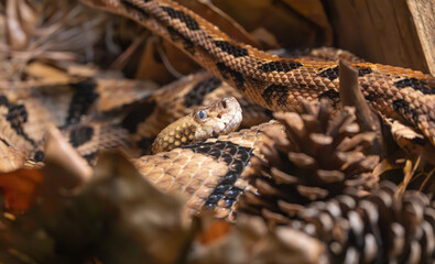 Timber Rattlesnake in the leaf litter at the zoo. Species threatened due to snake roundups in the Southeast. Timber rattlesnake eats tick loaded rodents so it benefits people to protect them.