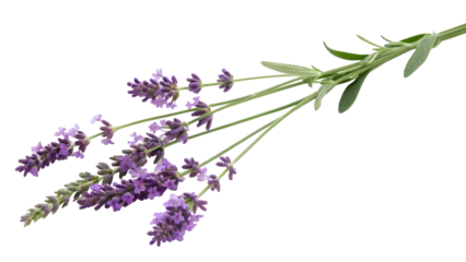 Sprig of fresh purple lavender flowers with green leaves, isolated on transparent background