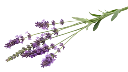 Fototapete Krankenhaus Sprig of fresh purple lavender flowers with green leaves, isolated on transparent background  © MDSHARIF