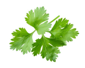 Celery leaf isolated on transparent png