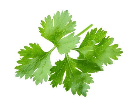 Celery leaf isolated on transparent png