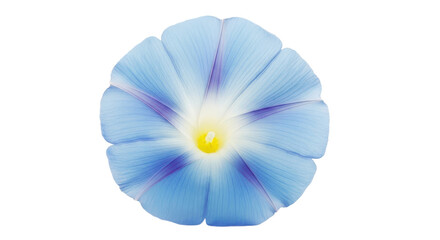 Beautiful light blue morning glory flower with a purple and white center, isolated on a white background.
