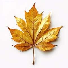 Colorful autumn maple leaf isolated on a white background, showcasing its vibrant golden fall foliage