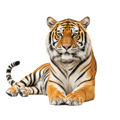 Obraz premium Majestic Bengal Tiger Resting Gracefully on White Background